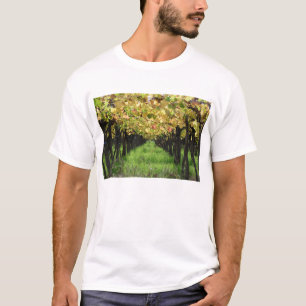 Camiseta Argentina, Mendoza, fileira da uva no vinhedo