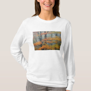 Camiseta Árvore de bordo vermelho, Acer rubrum, retrato na