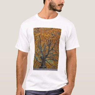 Camiseta Árvore de carvalho grande no outono, Lago Bass, p