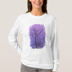 Camiseta Árvore de Dois Troncos ao Nascer do Sol; Condado d