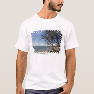 Camiseta Árvore em uma praia ao longo do litoral