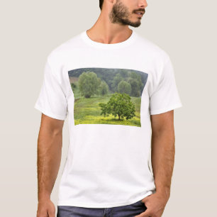 Camiseta Árvore solitária em campo agrícola, Toscana, 2