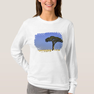 Camiseta Árvore única de Acácia nas planícies gramadas, Mas