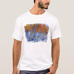 Camiseta Árvores de Aspen em cores de outono, Montanhas Big