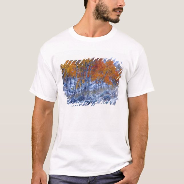 Camiseta Árvores de Aspen em cores de outono, Montanhas Big (Frente)