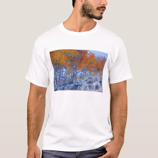 Camiseta Árvores de Aspen em cores de outono, Montanhas Big (Frente)