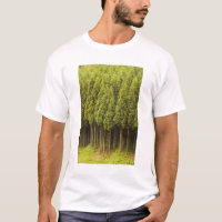 Árvores de cedro de Koya Sugi