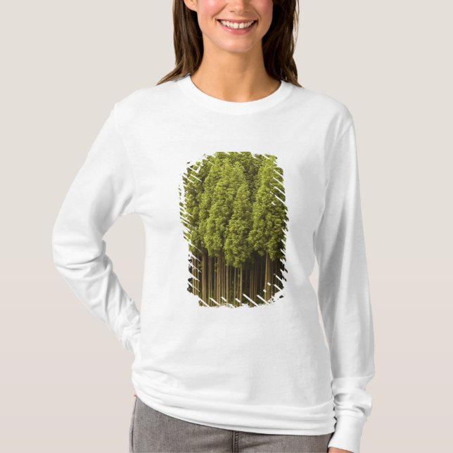 Camiseta Árvores de cedro de Koya Sugi (Frente)