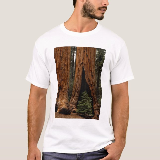 Camiseta Árvores Redwood, Parque Nacional Sequoia. (Frente)