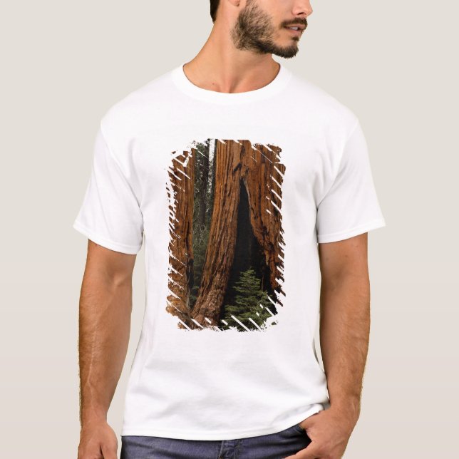 Camiseta Árvores Redwood, Parque Nacional Sequoia. (Frente)