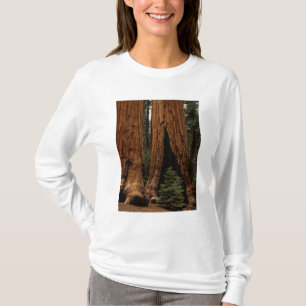 Camiseta Árvores Redwood, Parque Nacional Sequoia.