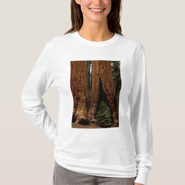 Camiseta Árvores Redwood, Parque Nacional Sequoia. (Frente)