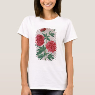Camiseta As peônias, chapeiam 46 do florilégio de Nassau