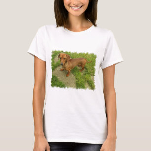 Camiseta As senhoras de Daschund couberam o t-shirt