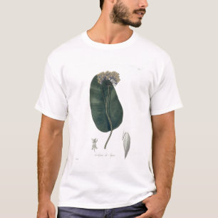 Camiseta Asclepias Syriaca de "Phytographie Medicale" perto