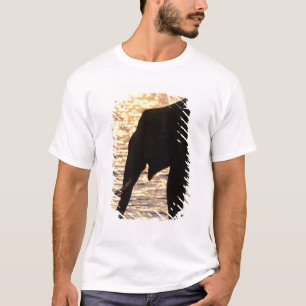 Camiseta Ásia, Índia, Parque Nacional Nargahole. Indiano