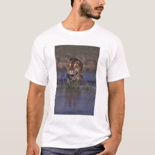 Camiseta ÁSIA, Índia Tigre andando pela água