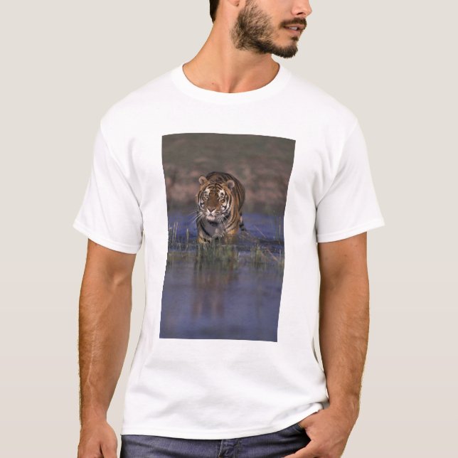 Camiseta ASIA, Índia Tigre caminhando pela água (Frente)