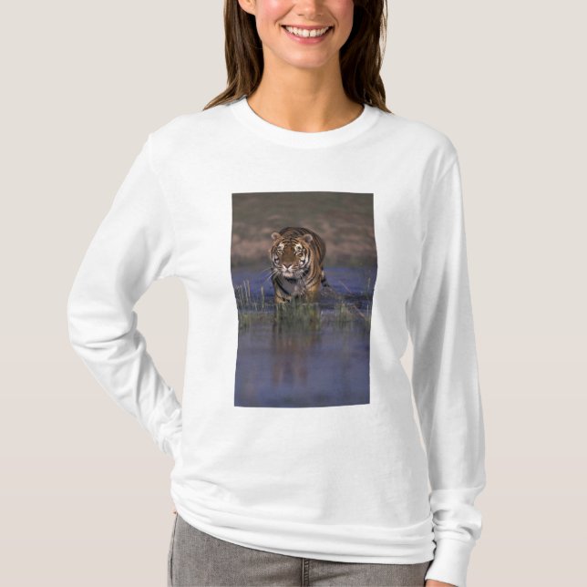 Camiseta ASIA, Índia Tigre caminhando pela água (Frente)