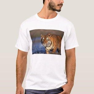 Camiseta ÁSIA, Índia, Tigre-de-bengala (Panthera tigris)