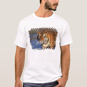 Camiseta ÁSIA, Índia, Tigre-de-bengala (Panthera tigris)