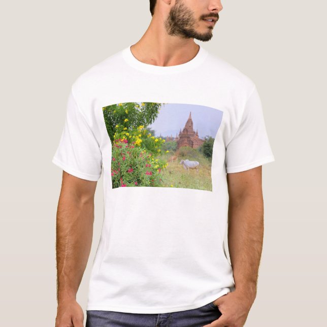 Camiseta Ásia, Mianmar (Birmânia), Bagan (Pagan). Vacas (Frente)