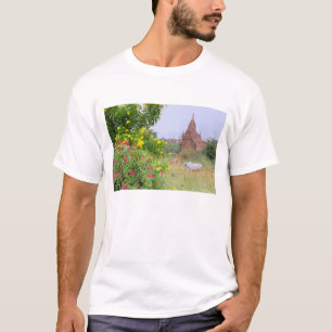Camiseta Ásia, Myanmar (Birmânia), Bagan (Pagan). Vacas