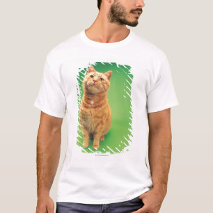 Camiseta Assento do gato do gengibre, olhando para cima