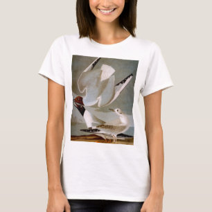 Camiseta Audubon: A gaivota de Bonaparte