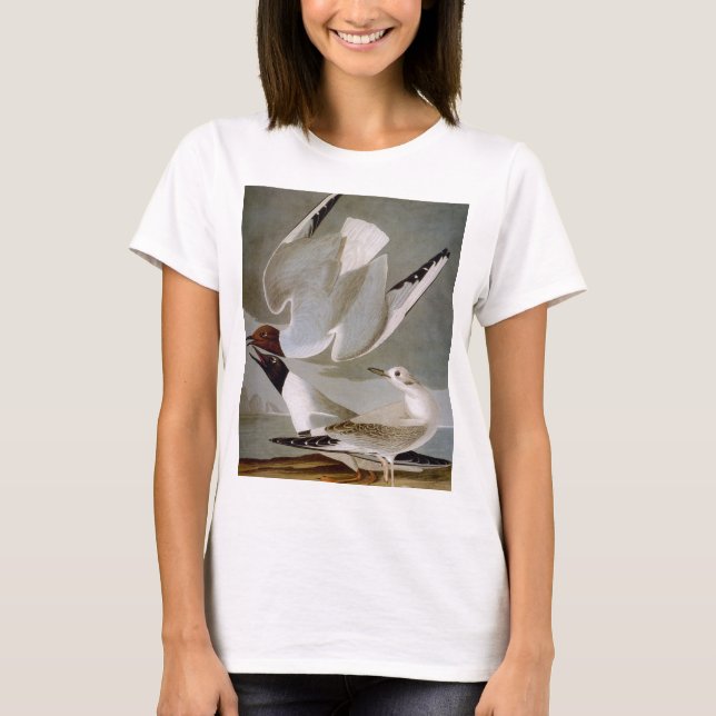 Camiseta Audubon: A gaivota de Bonaparte (Frente)