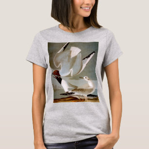 Camiseta Audubon: A gaivota de Bonaparte