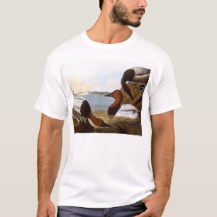 Camiseta Audubon: Canvasback