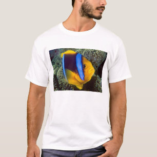 Camiseta Austrália, Grande Barreira de Coral, Peixe-palhaço