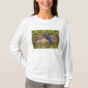 Camiseta Azul-grande bebendo em lagoa de quintal,