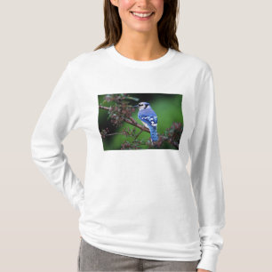 Camiseta Azul Jay, Cyaoncitta cristata