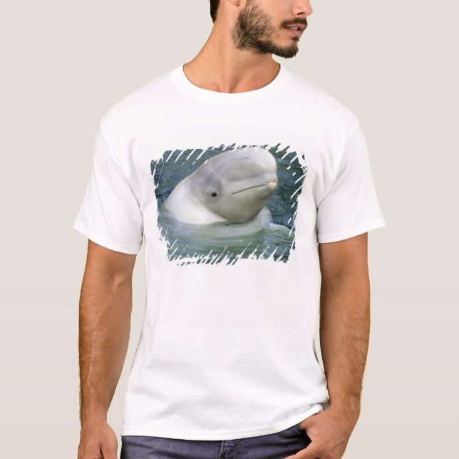 Camiseta Baleia de Beluga, Delphinapterus leucas) (Frente)