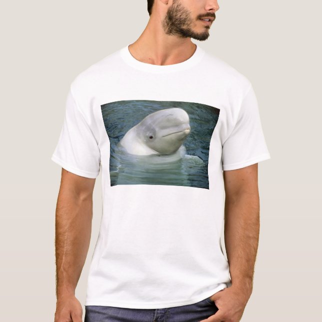 Camiseta Baleia de Beluga, Delphinapterus leucas) (Frente)