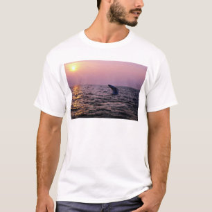 Camiseta Baleia de Humpback que pôr sobre uma exposição 