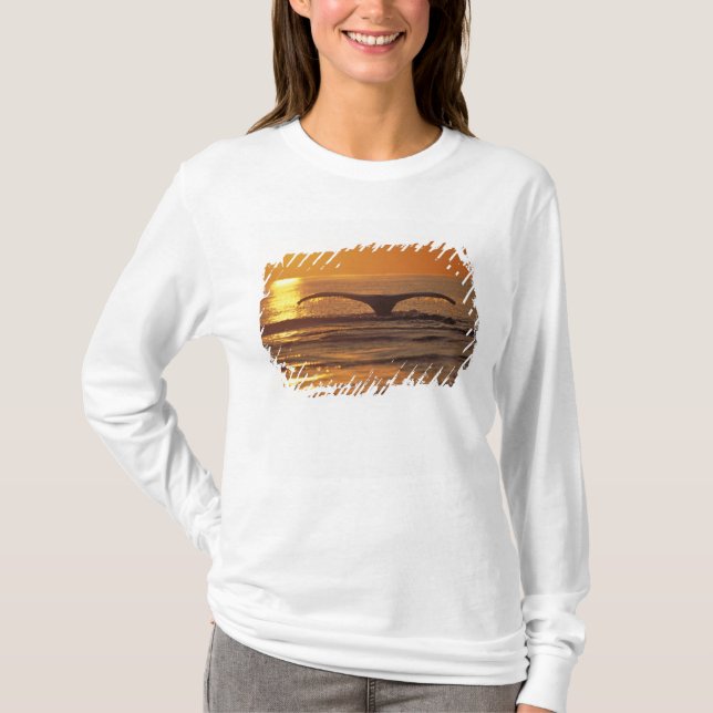 Camiseta Baleia-jubarte (Frente)