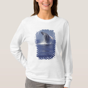 Camiseta Baleia-jubarte saltando (Megaptera