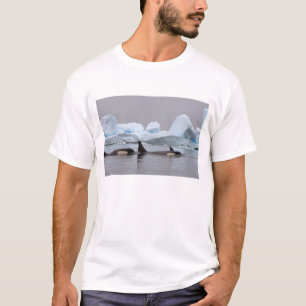 Camiseta baleias assassinas (orcás), Orcinus orca, grupo
