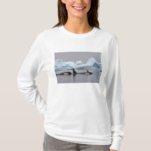 Camiseta baleias assassinas (orcas), Orcinus orca, vagem