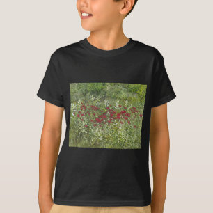 Camiseta Bálsamo de abelha (bergamota) em agosto