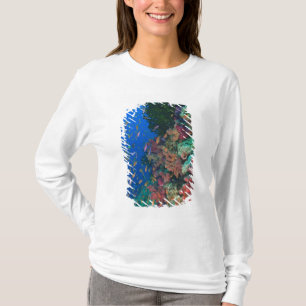 Camiseta Bassletinhos-Fadas (Pseudanthias