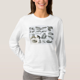 Camiseta Batráquios e outros anfíbios