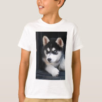 Beautiful One Blue Eye Siberian Husky 2