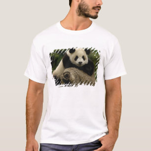 Camiseta bebê de panda-gigante Ailuropoda melanoleuca)