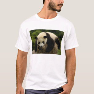 Camiseta bebê de panda gigante (Ailuropoda melanoleuca)