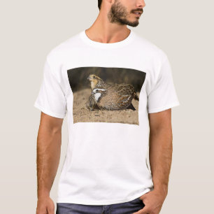 Camiseta bebês de codorna Northern Bobwhite no lago para be