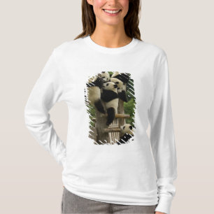 Camiseta bebês de panda gigante Ailuropoda melanoleuca)
